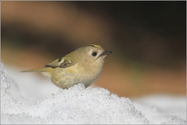 <p>KRÁLÍČEK OBECNÝ (Regulus regulus) /Goldcrest - Wintergoldhähnchen/</p>